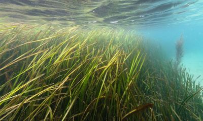 Eelgrass: the endangered marine plant vital to keeping climate stable