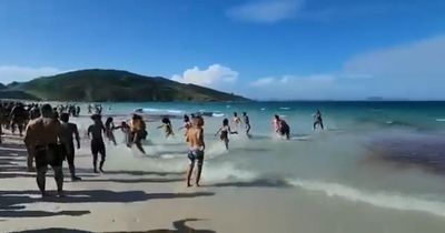 Beachgoers flee in terror after mistaking whales for vicious attacking sharks