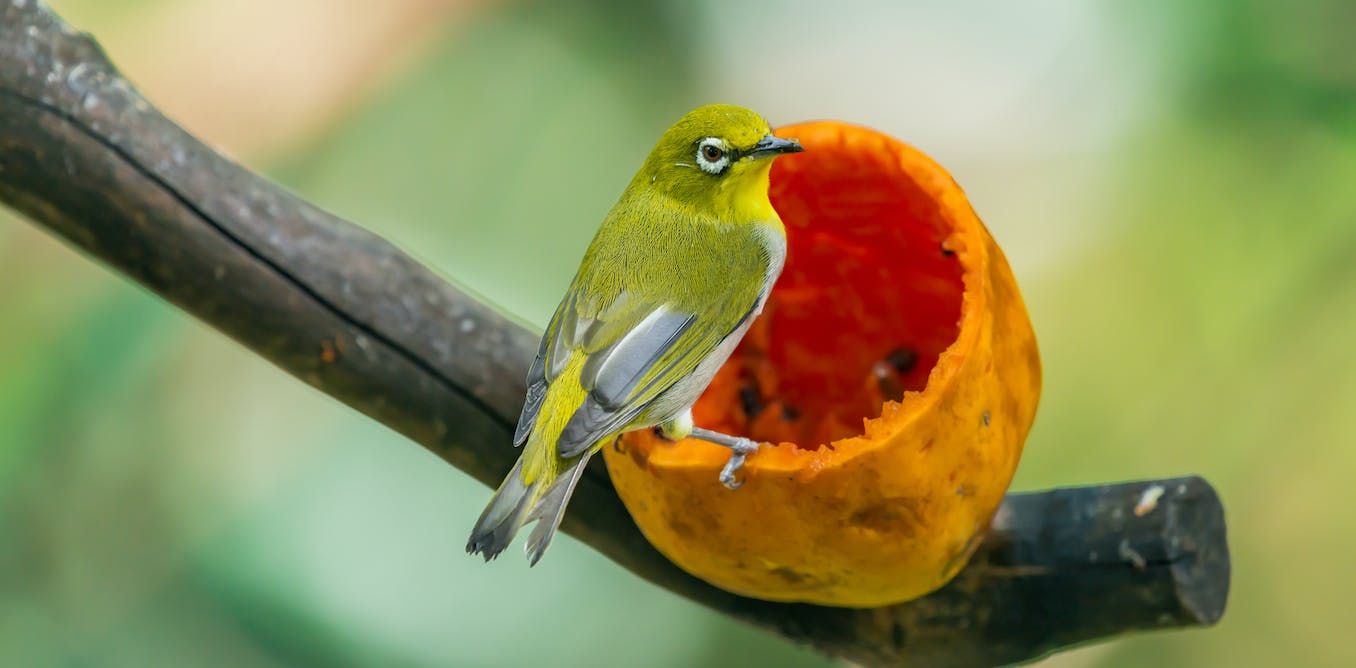 How to feed your garden birds if you want to attract…