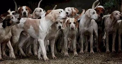 Hidden tiger set to bamboozle optical illusion fans