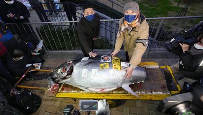 Tuna fetches ¥36m at New Year auction in Tokyo