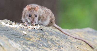 Wirral's rat league - the parts of borough with the worst rodent problems