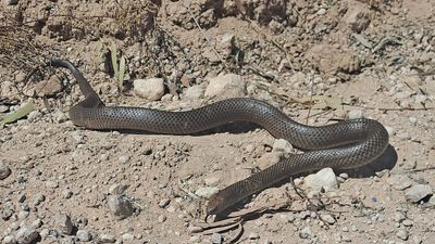 River Murray floods breach levees and threaten drinking water, as crews confront brown snakes