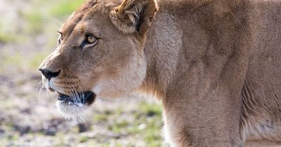 Lioness killed 'almost instantly' in attack by lion at Longleat Safari park