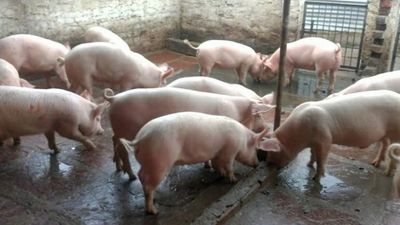 MP: Over 700 Pigs Killed By Administration Amid African Swine Flu Scare In Damoh