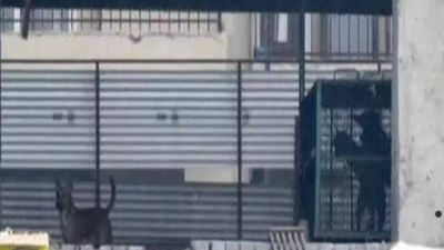 Leopard in Greater Noida society: Search ops enter day 3, goats brought in as bait