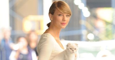 Taylor Swift's cat is worth $97million - inside Olivia Benson's glamourpuss lifestyle