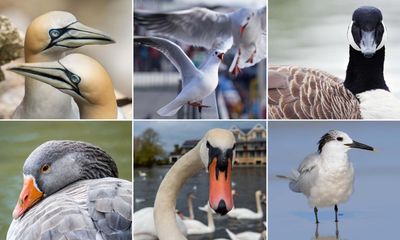 ‘Tears were rolling down my face’: readers describe ‘heartbreaking’ impact of bird flu