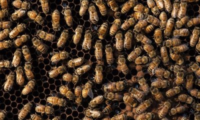 US government approves use of world’s first vaccine for honeybees