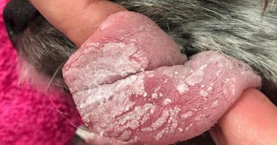 Dog taken to vets after chewing tube of superglue and glueing mouth shut