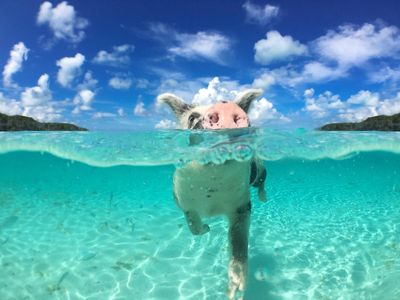 The beach where you can swim with pigs - and other lesser-known Caribbean spots