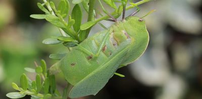 Quiet, please: human noise is interfering with the sex lives of grasshoppers