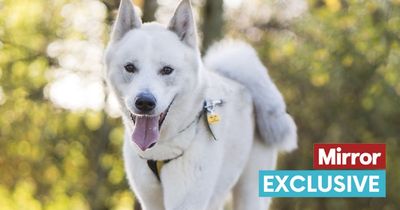 Stunning dog as white as snow desperately searching for a family to love him