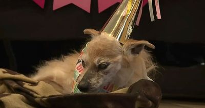 'Oldest dog in the world' celebrates 23rd birthday with pooch branded a 'miracle'