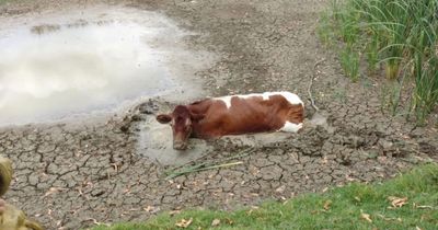 Cow causes chaos and is centre of two separate firefighter dramas in space of 24 hours