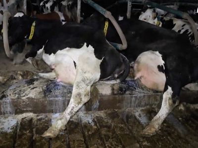 Undercover video finds cows on dairy giant farm that supplies Iceland and Costa Coffee ‘in filthy conditions’
