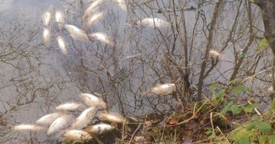 Investigation launched as walker discovers more than 50 dead fish floating in Scots lake