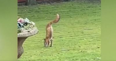 Homeowners left stunned after spotting 'phenomenal' two-legged fox in their garden