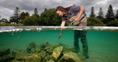 Baby oysters part of plan to protect against coastal erosion