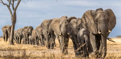 Climate change is leaving African elephants desperate for water