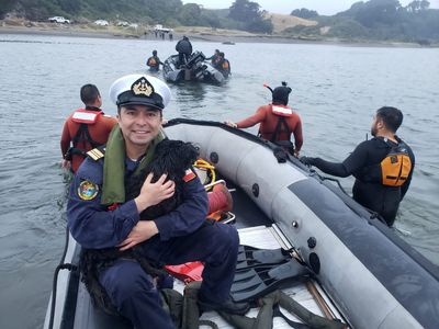 Rescuers save 'mermaid' dog trapped for days on Chilean river