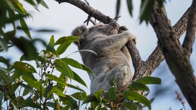Thermal drones locating elusive northern NSW koalas in area scorched by bushfires