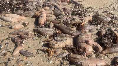 Dead marine life washes onto south coast beaches near mouth of flooding River Murray