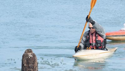 Bald eagle stuck on ice dies days after rescue from Waukegan Harbor