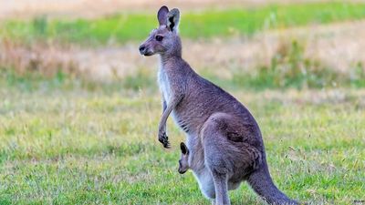 Kangaroo harvesting quota increase despite flooding angers Wildlife Victoria