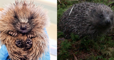 Scottish SPCA appeal for donations of hedgehog food after being inundated with injured animals