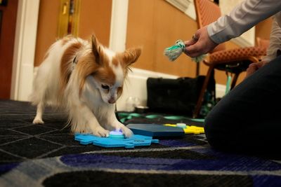 Best of CES 2023: Canine communication and a calming pillow