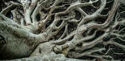 The amazing system plants use to shape their roots and why it could help protect crops from climate change