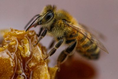 A biotech firm says the U.S. has approved its vaccine for honeybees