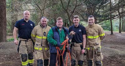 Dublin Fire Brigade launch sweet rescue mission following disappearance of beloved dog