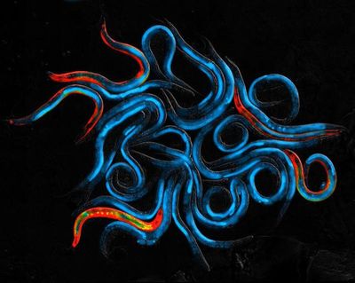Scientists engineer worms to live longer by absorbing sunlight