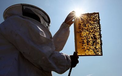 World’s first vaccine for honeybees gets US government approval