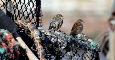 East Lothian locals issued with urgent advice after bird flu outbreak confirmed