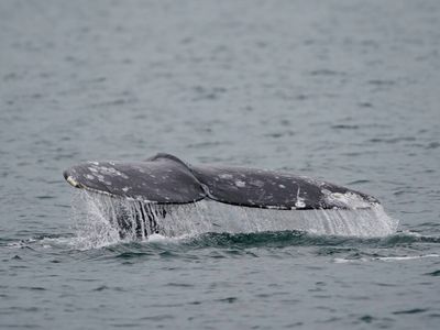 A gray whale gave birth as a whale watching tour looked on