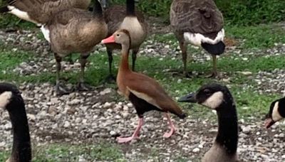 Photo of a black-bellied whistling-duck leads to a rabbit hole of mysteries