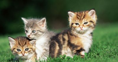 Airline offers free flights to people willing to adopt stray kittens
