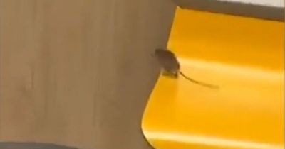 McDonald's customers left stunned after spotting rodent running around restaurant