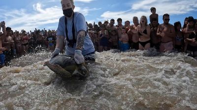 It pooped plastic: rescued sea turtles return to ocean in Argentina after detox