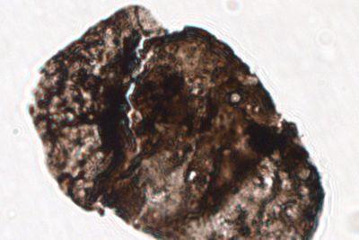 ‘Sunscreen’ in ancient pollen ‘points to mass extinction caused by UV radiation’