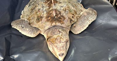 Rarest marine turtle in the world found washed up on a Welsh beach thousands of miles from home