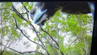 Curious eagle plucks photographer's drone from sky in north Queensland, sends cheeky selfie