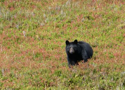 Agency proposes bear bait ban for Alaska national preserves