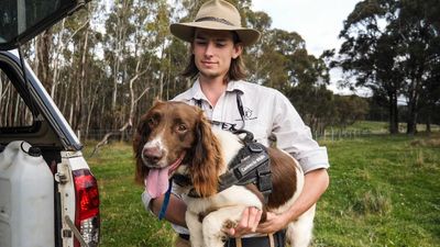 How Max's nose for detecting koala poo on the NSW Northern Tablelands could help save the species