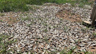 Thousands of dead carp on northern Victorian farms after floods