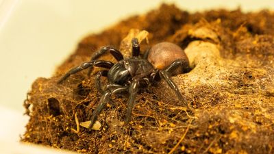 Funnel-web spiders not aggressive, just 'misunderstood', say researchers