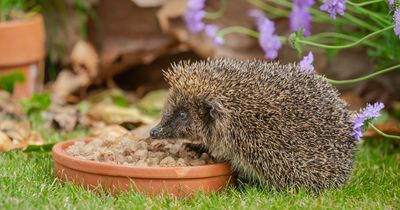 Top tips for Scots to help wildlife thrive in 2023